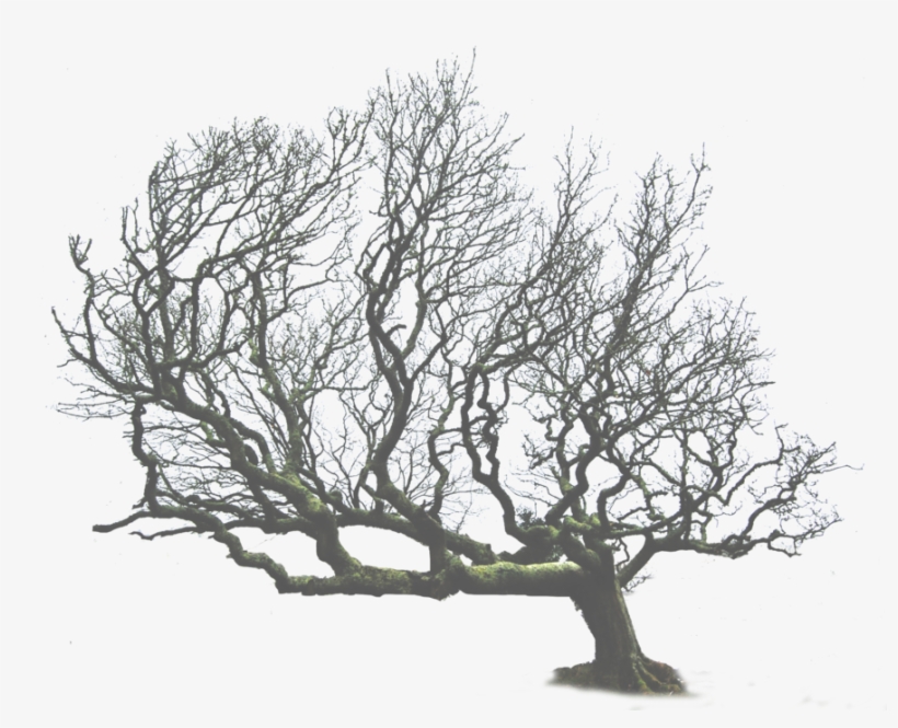 Tree Png Leaning Tree - Dead Trees Png, transparent png #519731