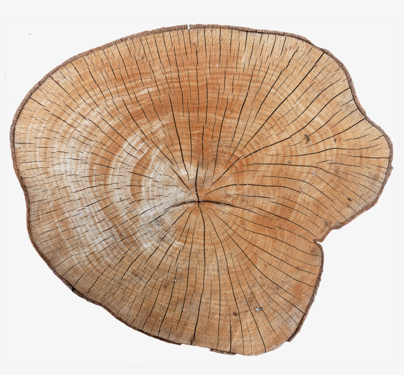 Wood End 01 - Wooden Texture Stump Png, transparent png #519915