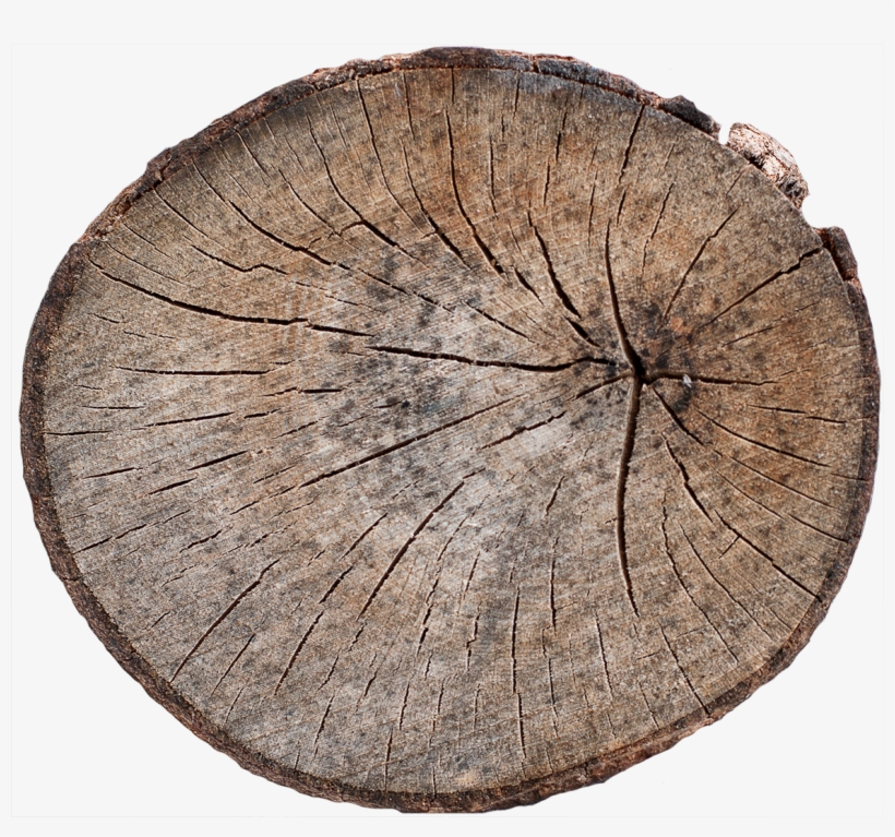 Wood End 14 - Tree Stump End Texture, transparent png #519961
