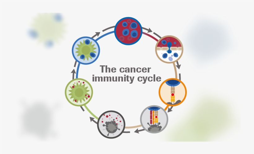 The Cancer Immunity Cycle Developed By Dan Chen And - Cancer Immunity Cycle, transparent png #5101933