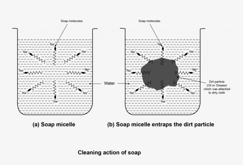 On Putting A Dirty Cloth Is Put In Water Containing - Diagram, transparent png #5101978