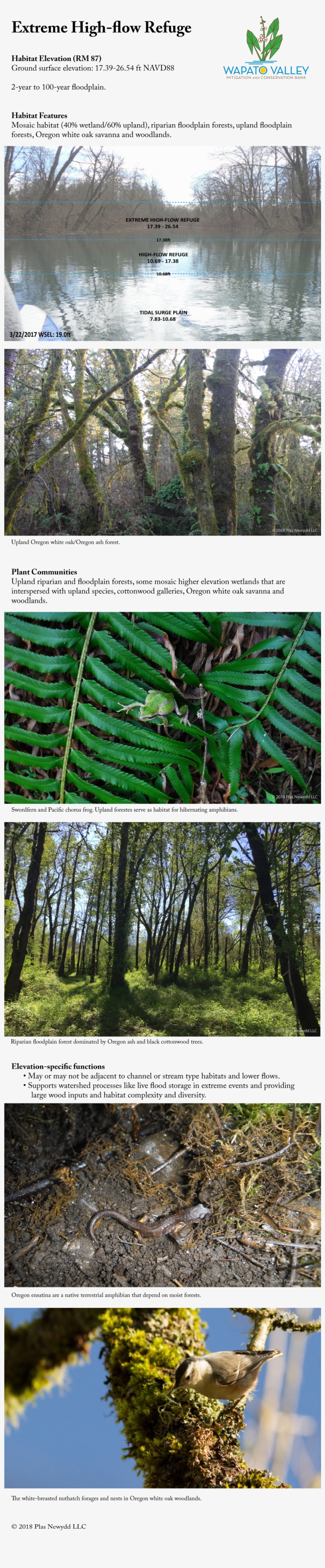 Send Keyboard Focus To Media - Pond Pine, transparent png #5103477