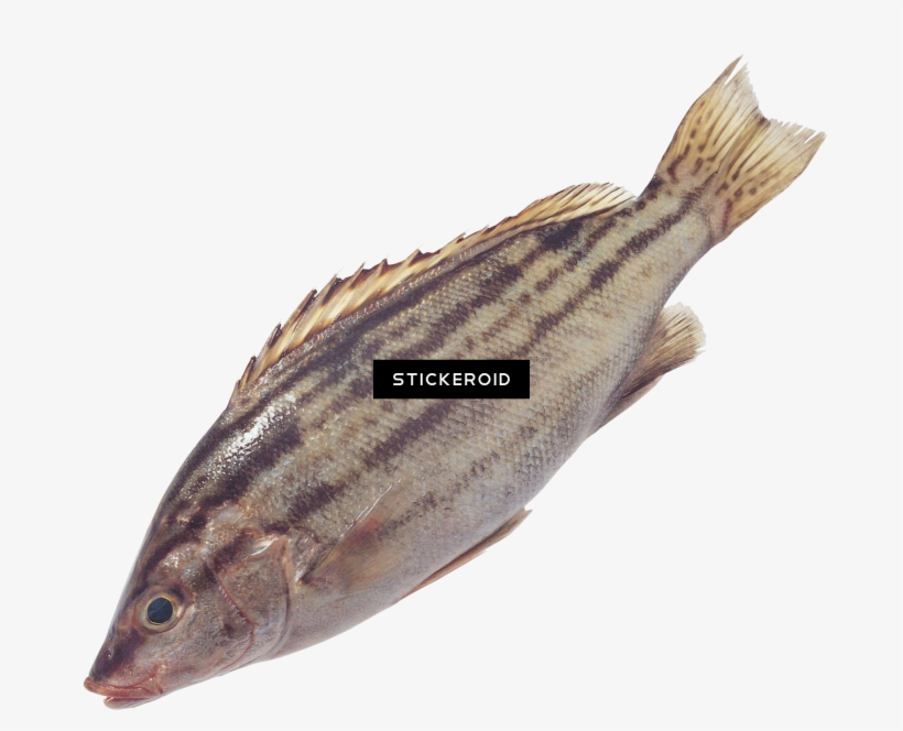 Fish - 常见 食用 海鱼 图片, transparent png #5103675