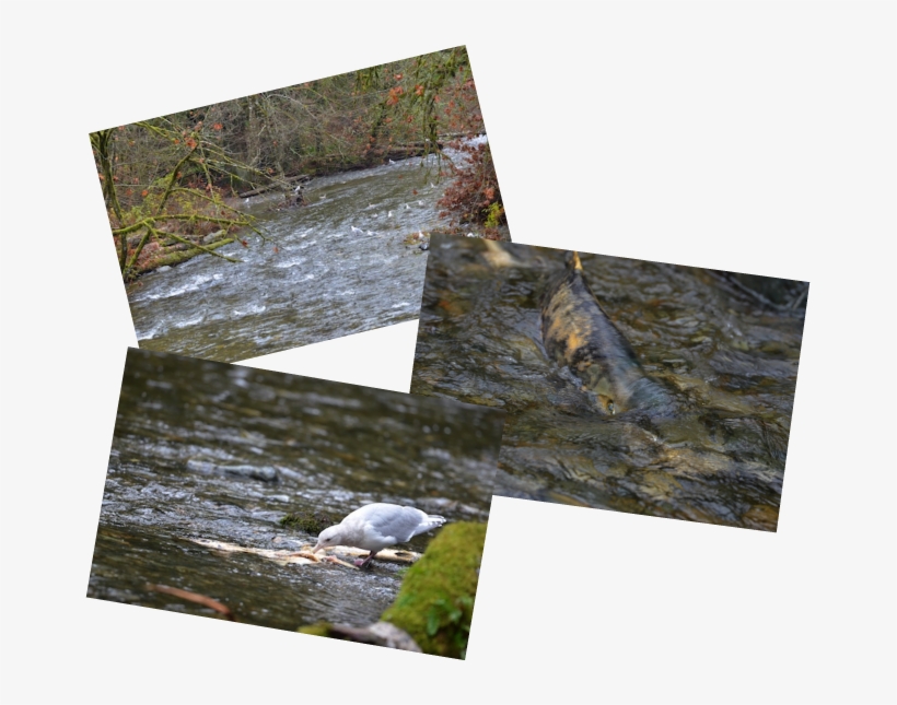 There Is Not An Overabundance Of Dead Fish Yet So The - Wood, transparent png #5104793