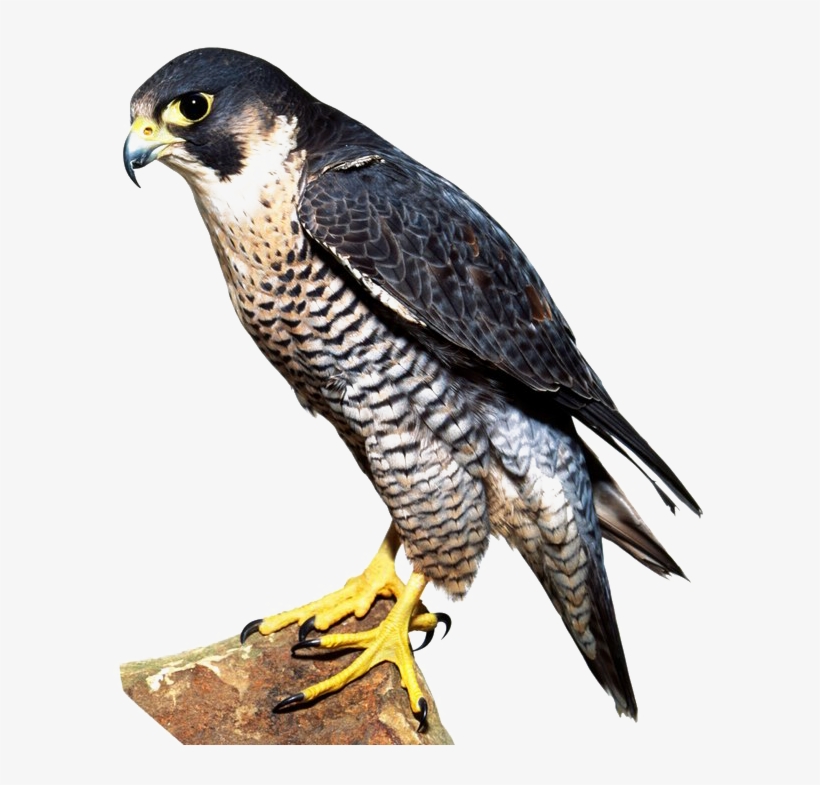 Falcon Png Image - Falcon Bird, transparent png #5105048