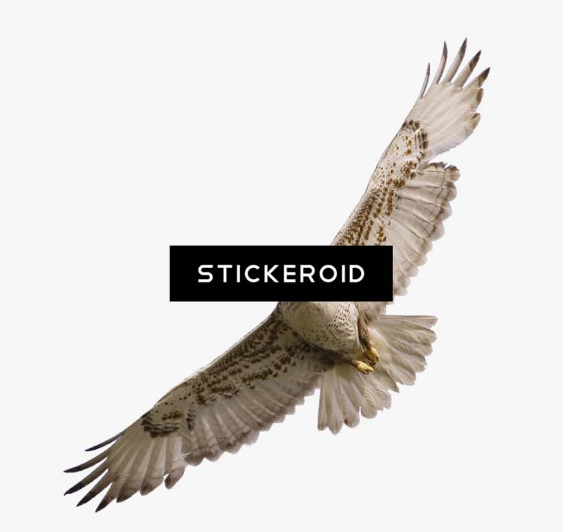 Фалкон Falcon - Hawk, transparent png #5105104