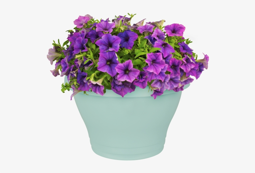 Home > Collection > Corsica Wall Basket, transparent png #5105591