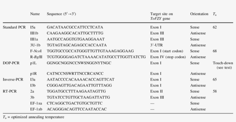 Oligonucleotides Used As Primers In The Amplification - Secuencia De Un Gen, transparent png #5106786