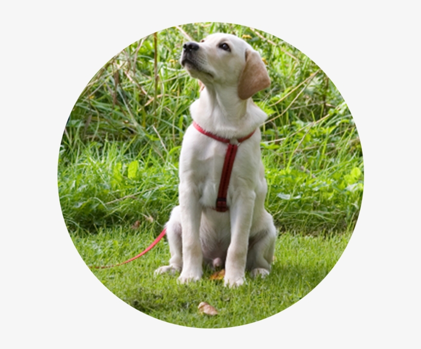 Image - Puppy Training, transparent png #5108944
