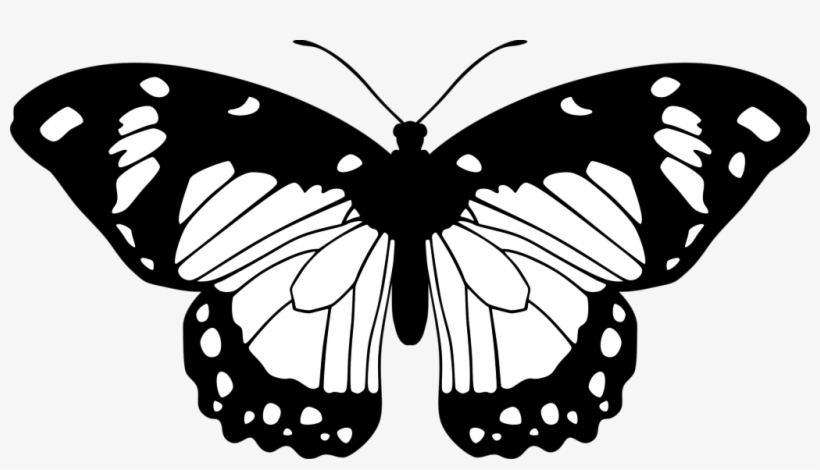 Black And White Butterfly Png - Transparent Background Black And White Butterfly, transparent png #5110687