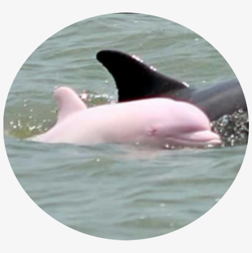 Pink Dolphin - “ - Louisiana Pink Dolphin, transparent png #5111706