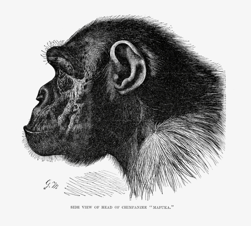 Chimpanzee Head - Great Apes, transparent png #5112434