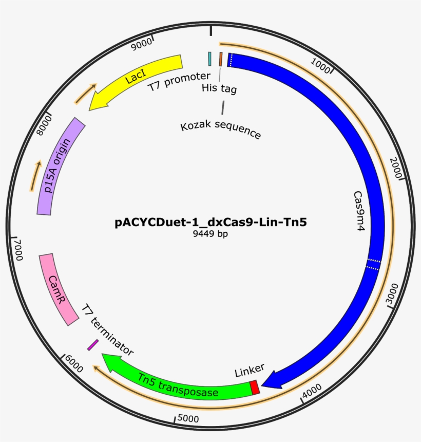 Picture Of Timeline Of The Relevance Of Gene Doping - Circle, transparent png #5117121