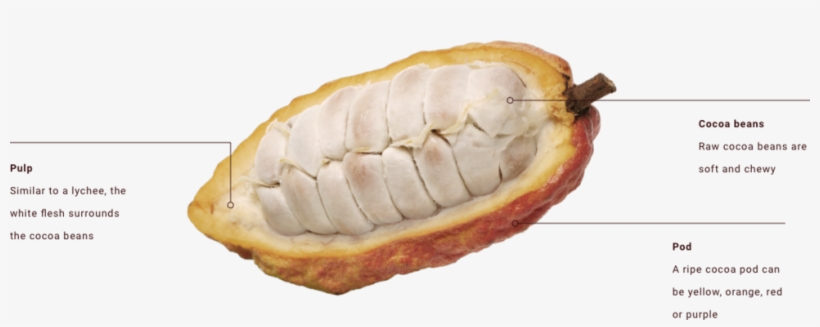 Where Do Cocoa Beans Come From Peek Inside A Cocoa - Durian, transparent png #5121395