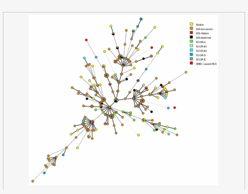 Minimal Spanning Tree Showing The Phylogenetic Relationships - Organ, transparent png #5122756