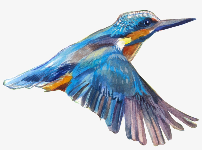 Flying Bird Transparent - Bird, transparent png #5123641