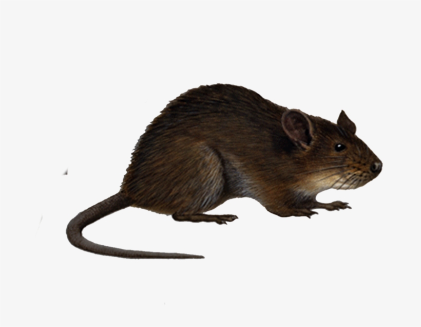 Png Rat 4 By Moonglowlilly Pluspng - Rat Png, transparent png #5124405