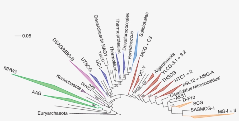 Phylogenetic Diversity Of Major Archaeal Clades Of - Document, transparent png #5124574