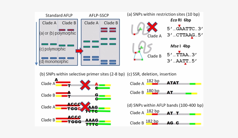 Four Genetic Variation Types Of Standard Aflp And Aflp - Design Snp Sscp Primer, transparent png #5126158
