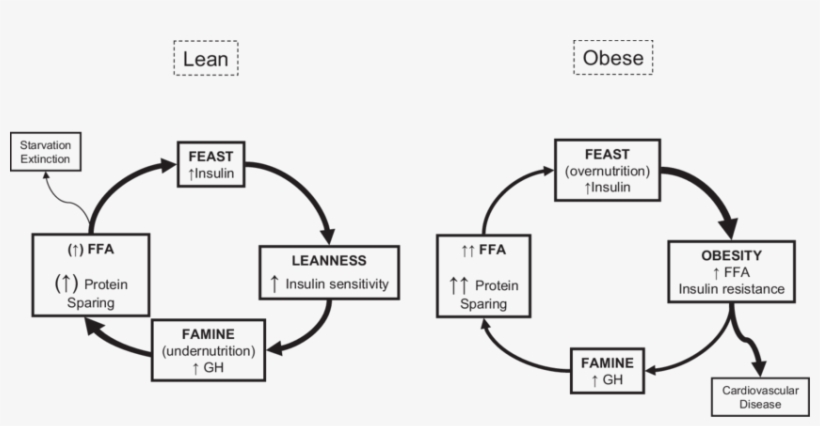 Schematic Integration Of The "feast And Famine Cycle" - Feast Famine Cycle, transparent png #5127270