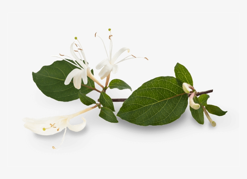 Honeysuckle - Transparent Honeysuckle, transparent png #5133227