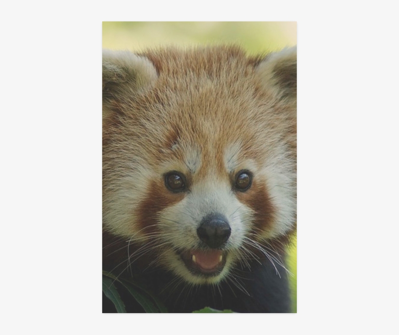 Red Panda Greeting Cards, transparent png #5134423