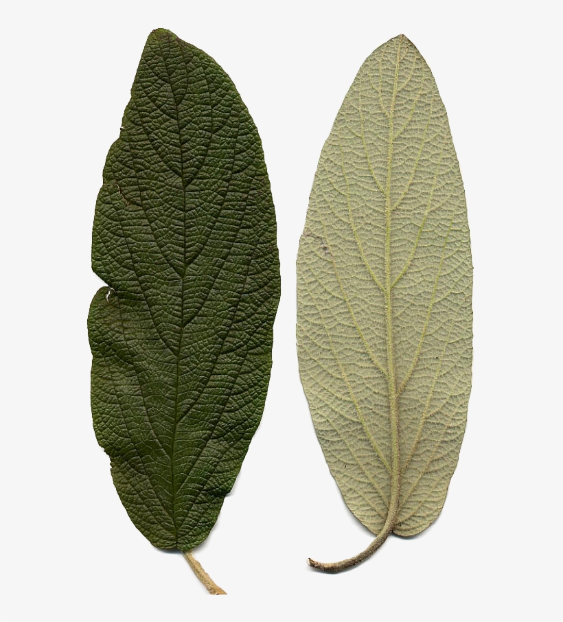 Bgtransp L Viburnum Rhytidophyllum Leaf Detail - Viburnum Rhytidophyllum, transparent png #5134478