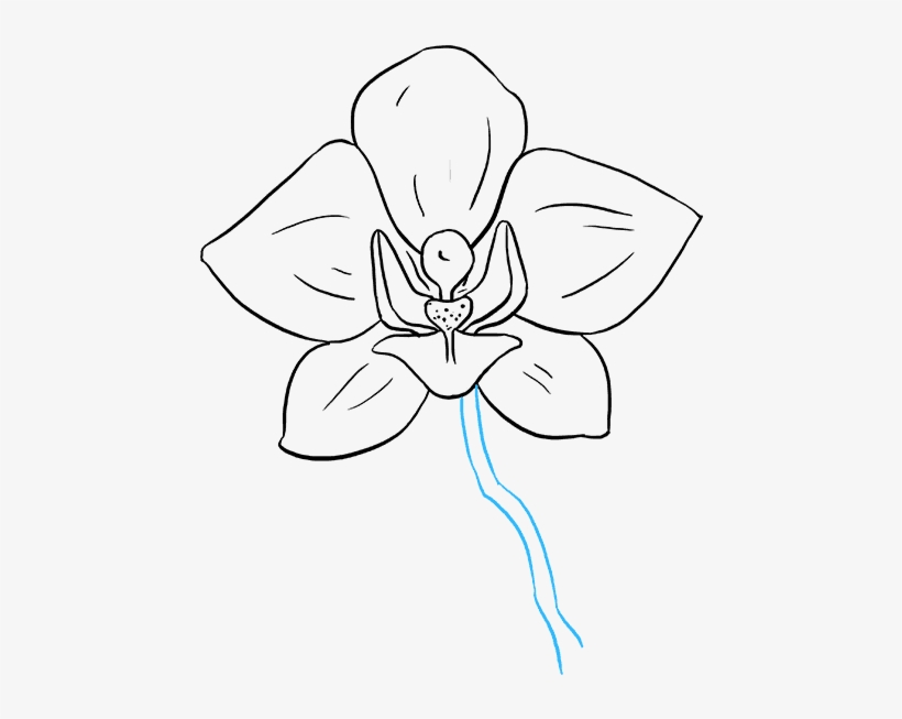 How To Draw Orchid - Orchid Drawings, transparent png #5134803