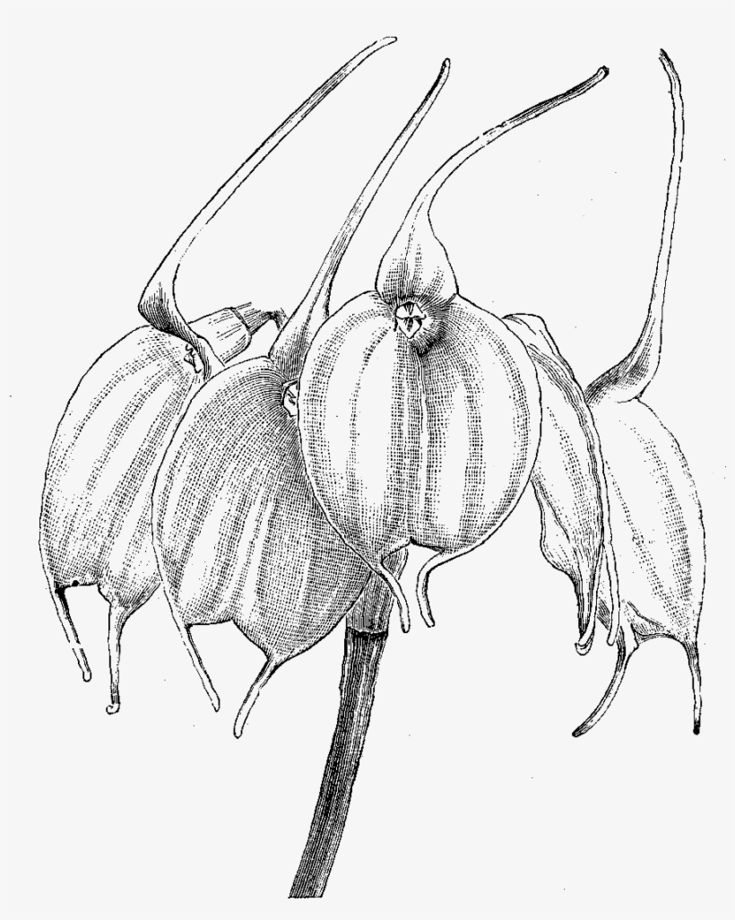 Orchid Illustration - Sketch, transparent png #5134856