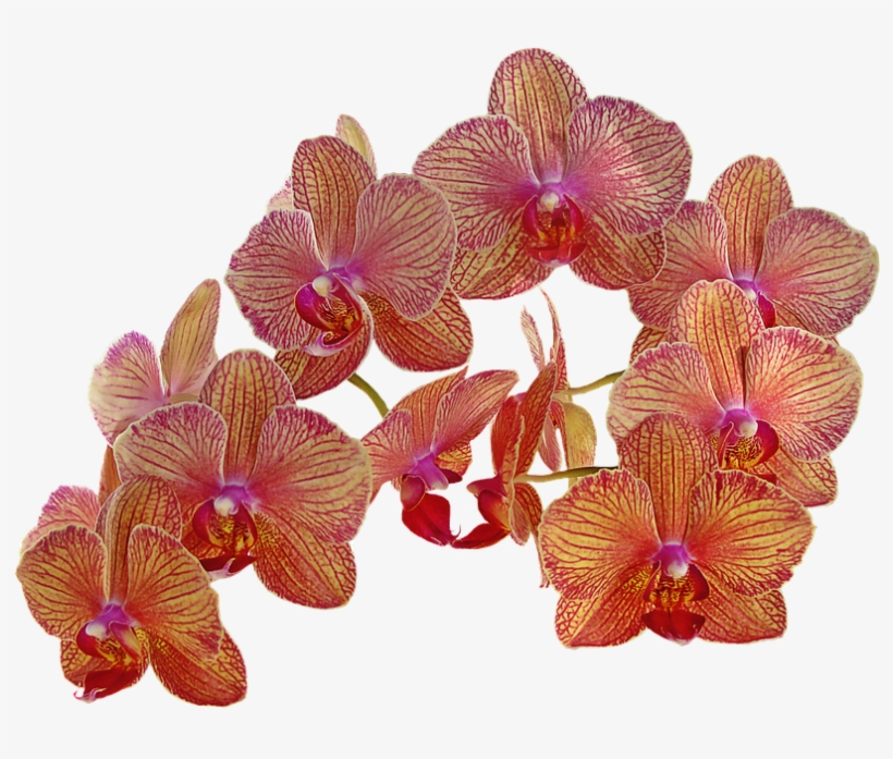 Png ดอกไม้ วิน เท จ, transparent png #5135250