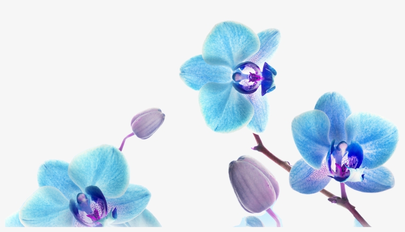 Orchid Transparent Blue Jpg Library Stock - Blxecky 5d Diy Diamond Painting By Number Kitsbutterfly(16x16inch/40x40cm), transparent png #5135781