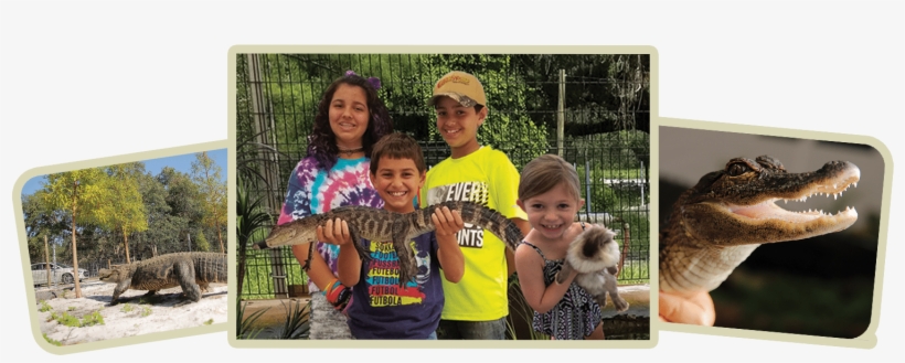 Use Promo Code Gw920 And Save 15% - Alligator, transparent png #5136760