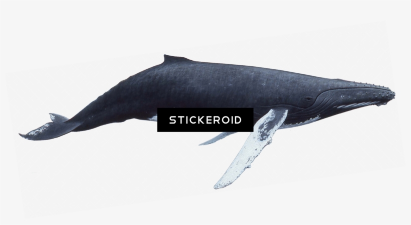 座头鲸 - 座头鲸 - Blue Whale, transparent png #5137343
