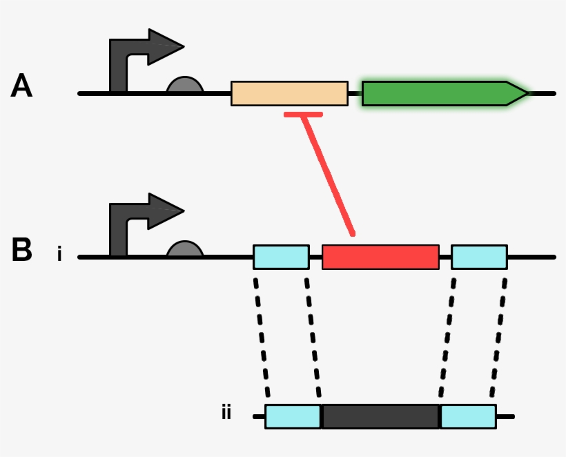 A) Reporter Gene Consisting Of A Constitutive Promoter - Gene Arrow Diagram, transparent png #5142139