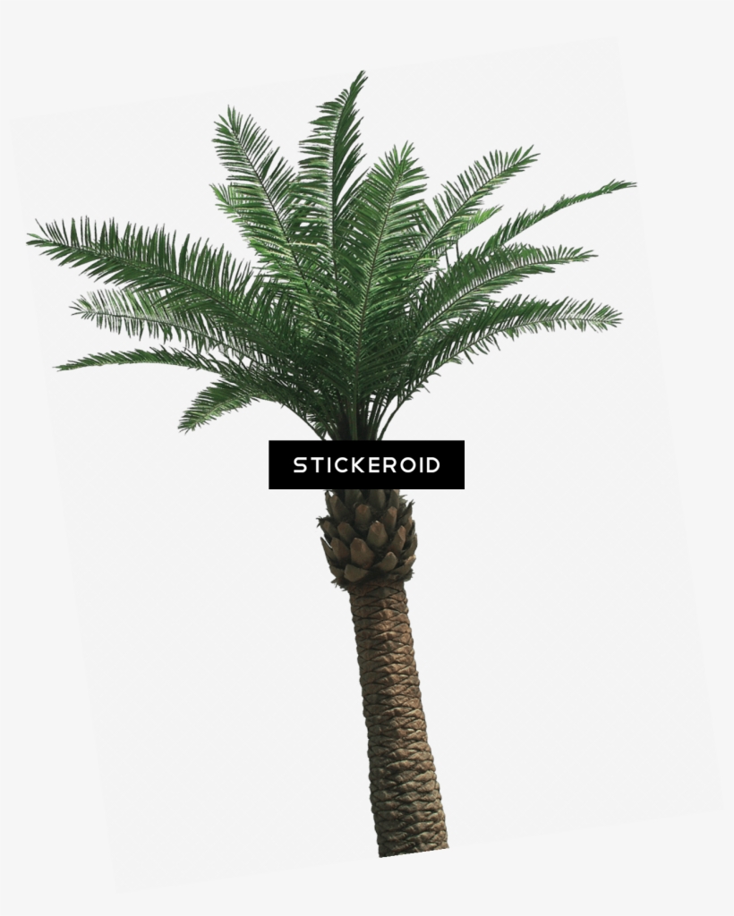 Large Palm Tree - Palmera Phoenix Artifical 5mts, transparent png #5144891