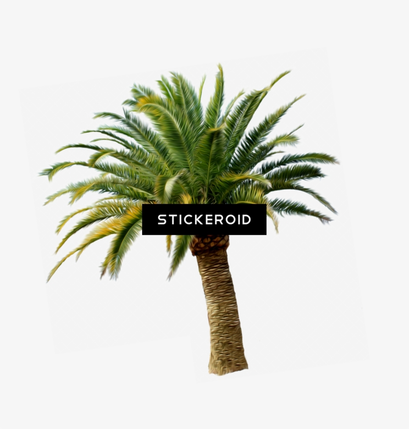 Пальма Palm Tree - Tom Sawyer Abroad: And Tom Sawyer Detective [book], transparent png #5144989