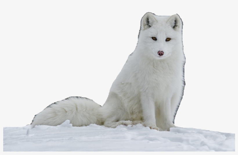 Arctic Fox, transparent png #5145202