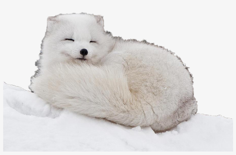 Arctic Fox Curled Up, transparent png #5145294