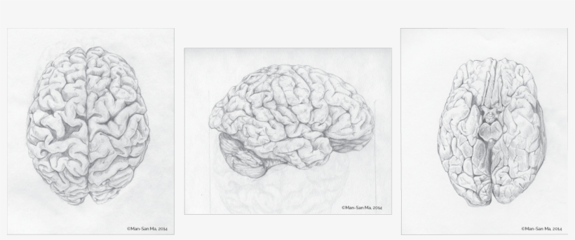 Brainprocess - Sketch, transparent png #5148144