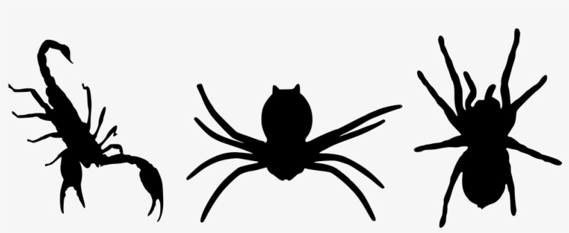 Download Png - Scorpion, transparent png #5149314