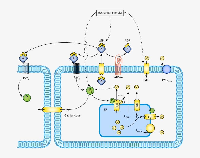 Schematic Representation Of Model Components And Subsystems - Atp Ca2+, transparent png #5151788