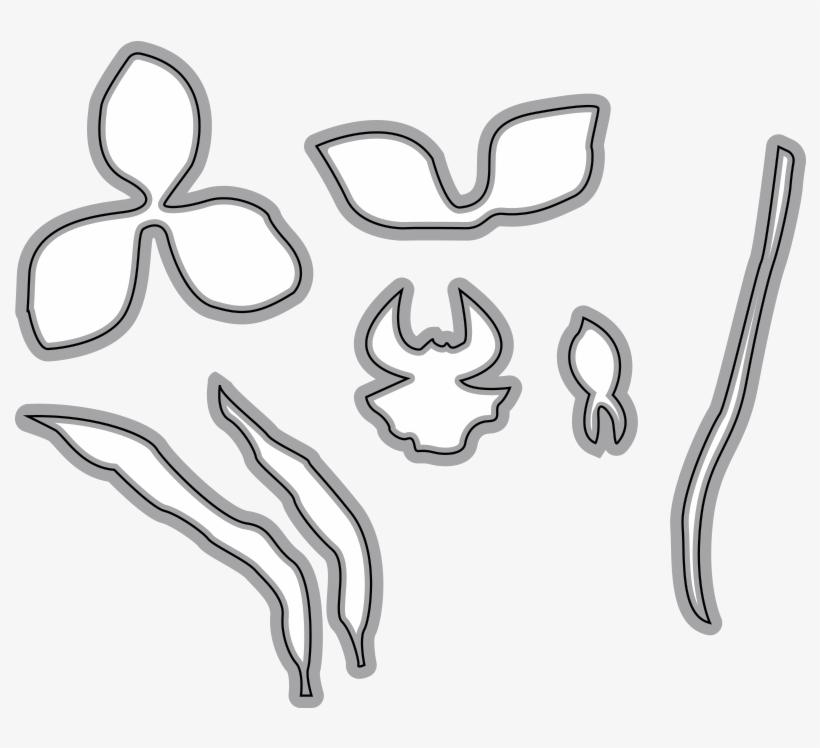 Cymbidium Orchid 1 Garden Notes - Orchids, transparent png #5152515