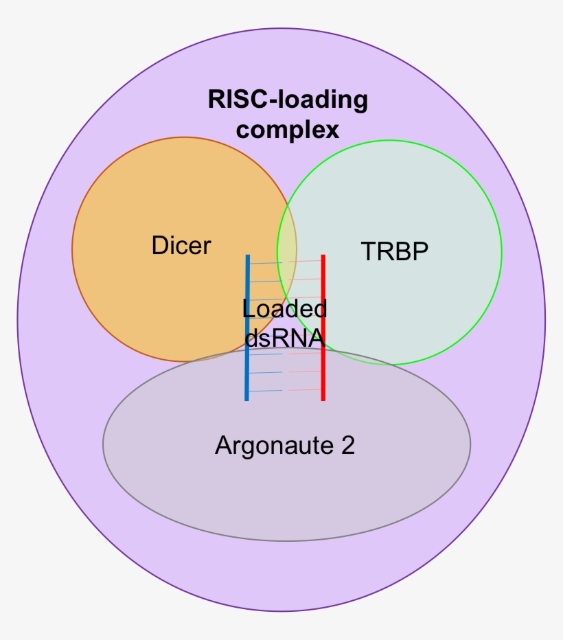 Risc-loading Complex - Proteina Argonauta 2, transparent png #5153617