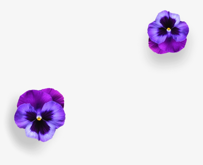 Boe Violet Gin Boe Violet Gin Ingredients - Boe Violet Flavoured Gin, transparent png #5154162