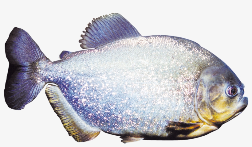 Serrasalmus-species - Bait Fish, transparent png #5155975