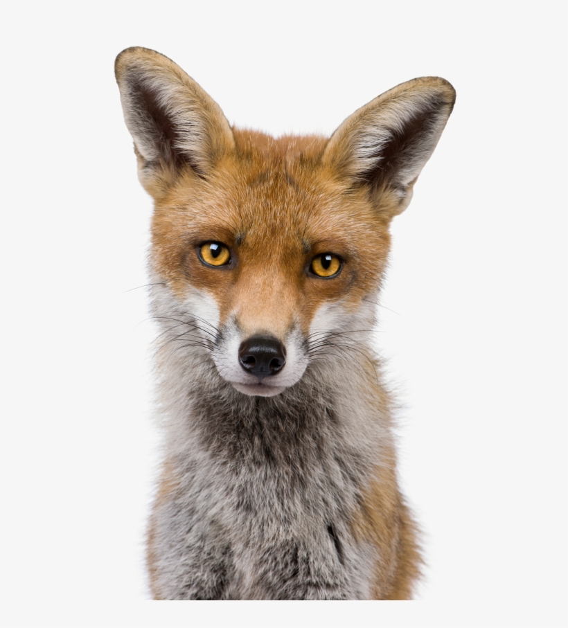Clip Art Fox Pics Animal - Front View Of A Fox, transparent png #5156802