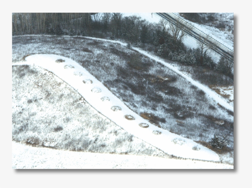These Conical Mounds Are Part Of The Shadewald Mound - Marine Invertebrates, transparent png #5158540