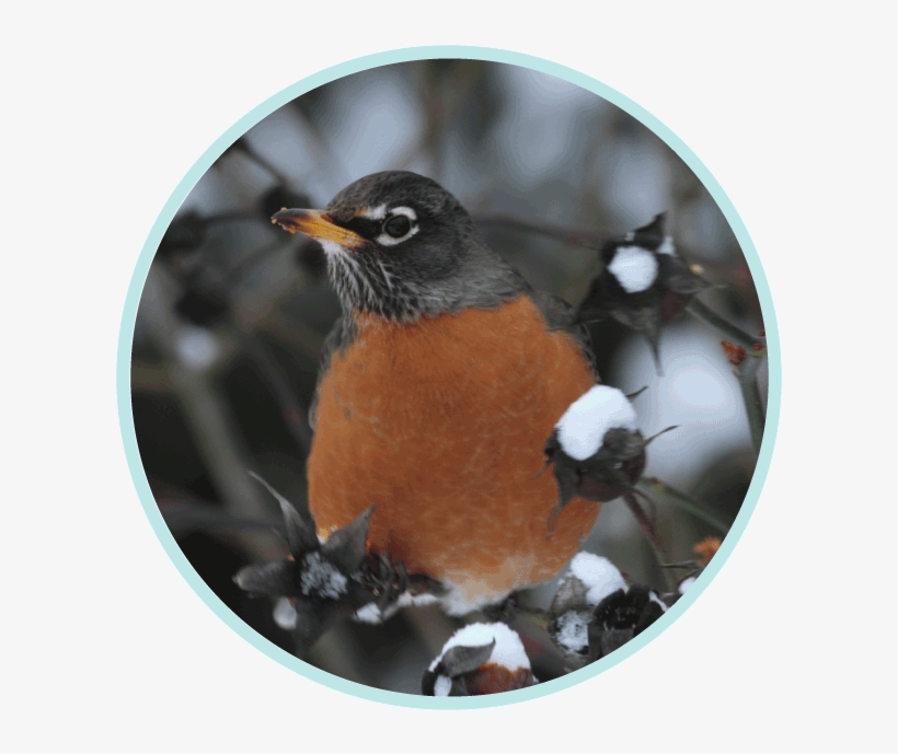 Winter - Robin, transparent png #5159702
