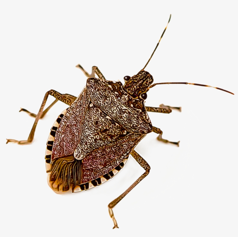 Stink Bugs - Brown Marmorated Stink Bug, transparent png #5163289