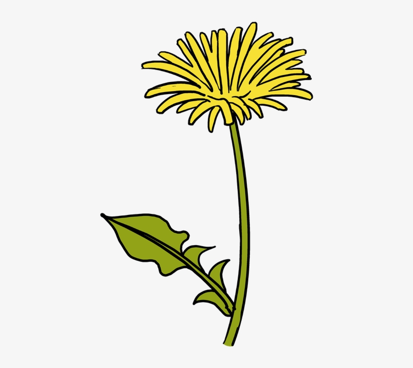 Drawing Dandelion Easy Svg Black And White Library - Dandelion Drawing, transparent png #5164755